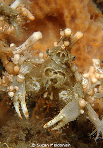 Court Jester (Decorator Crab) by Suzan Meldonian 
